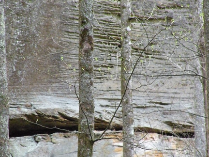 Trees &amp; Cliff